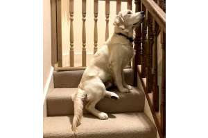 Dog-friendly hallway & staircase design guide