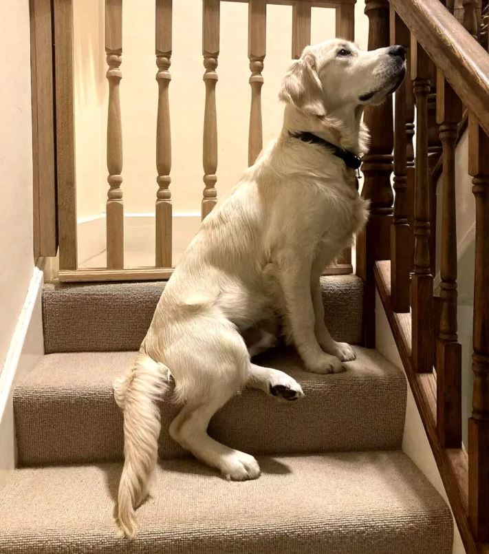 Dog-friendly hallway & staircase design guide